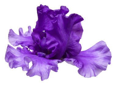 虹膜花朵圖片