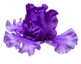 虹膜花朵图片