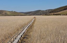 景观的平原与芦苇