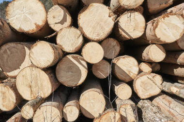 樹干和挪威樹木日志