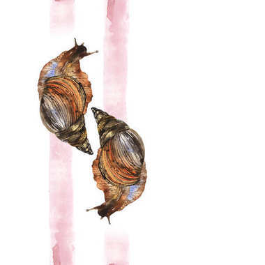 滑，濕，濕了蝸牛。水彩畫。插圖