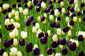 领域的多彩郁金香