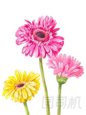 三種不同的彩色非洲菊上白色孤立