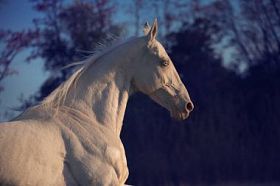 Cremello 马自然背景上的肖像