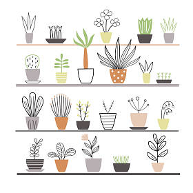 植物生长在花盆里  图片