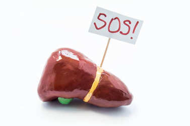 肝脏和胆囊位于带有白色背景的解剖形状标语牌 inscripted Sos，询问医生或病人的医疗帮助，护理或治疗。肝或胆囊疾病的概念