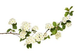 绣线菊粳稻花