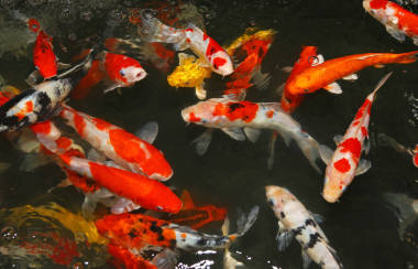 彩色池塘魚(yú)“錦鯉”的畫(huà)面