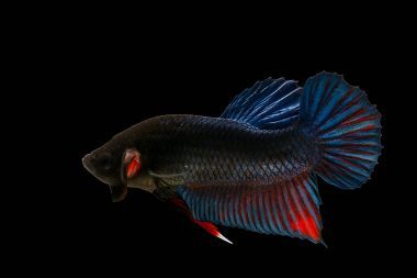 在黑色背景上的孤立多彩斗