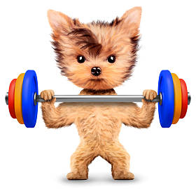 有趣的狗训练与体育健身的杠铃