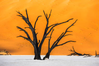 Camelthorn 的枯樹和紅色的沙丘