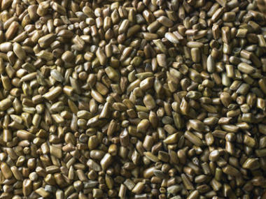 向日葵種子紋理