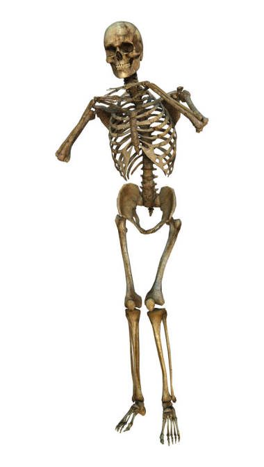 3d 呈現(xiàn)人類骨架上白