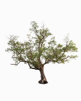 在白色背景上隔离的树.图片