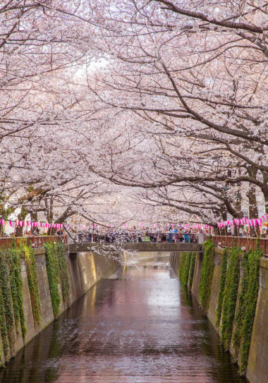 東京櫻花的櫻花開(kāi)花 