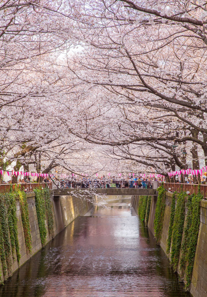 東京櫻花的櫻花開花 