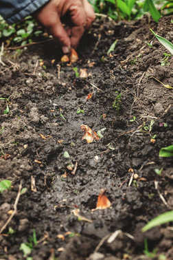 婦女的手在土壤-土壤 sadi 球根花卉。特寫鏡頭，概念 o