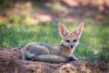 福克斯角躺在沙子