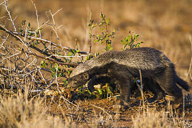 蜜獾在南非克鲁格国家公园
