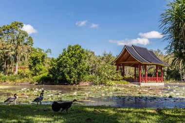 淡水湖泊在凯恩斯植物园,凯恩斯地区,昆士兰,澳大利 淡水湖泊在凯恩斯植物园,凯恩斯地区,昆士兰,澳大利