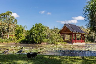 淡水湖泊在凱恩斯植物園，凱恩斯地區(qū)，昆士蘭，澳大利