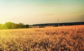 黑麦字段日出照片
