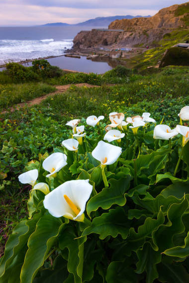 野生馬蹄蓮莉莉在日落照片