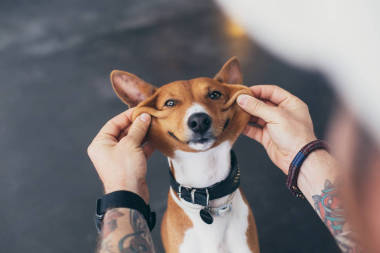 過氧化值的狗主人和他的寵物一起玩