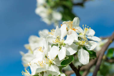 櫻桃樹(shù)盛開(kāi)的花朵圖片