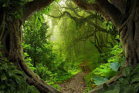 东南亚热带丛林