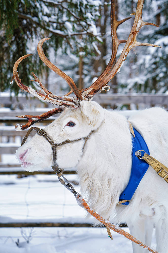 白色的驯鹿在冬季农场在芬兰的拉普兰 白色的驯鹿在冬季农场在芬兰的拉普兰