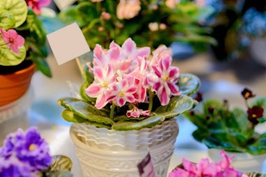 紫罗兰是柔和的粉红色。室内盆栽植物。浅景深