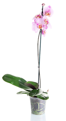 美丽的粉红色兰花，孤立在白色