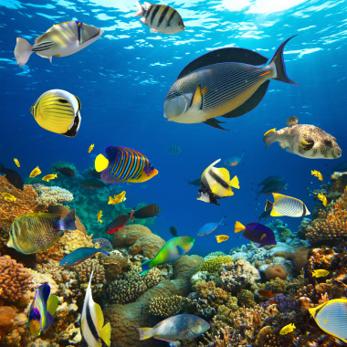 珊瑚殖民地和珊瑚魚圖片