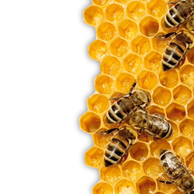 工作上 honeycells 的蜜蜂的宏