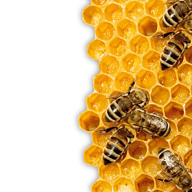 工作上 honeycells 的蜜蜂的宏