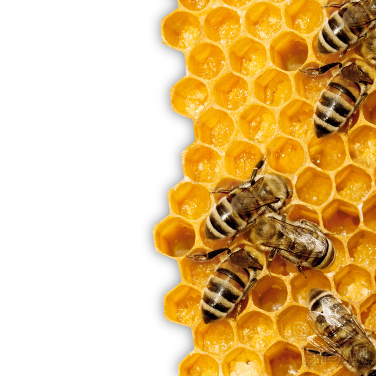 工作上 honeycells 的蜜蜂的宏