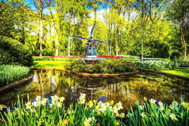 盛开的花园的欧洲，库肯霍夫公园。荷兰