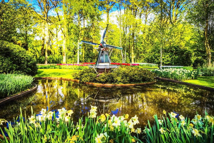盛開的花園的歐洲，庫肯霍夫公園。荷蘭