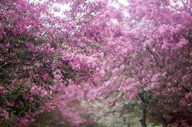 紫色花朵大厅海棠背景图片