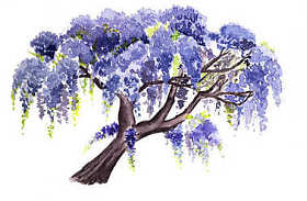 水彩的紫藤树