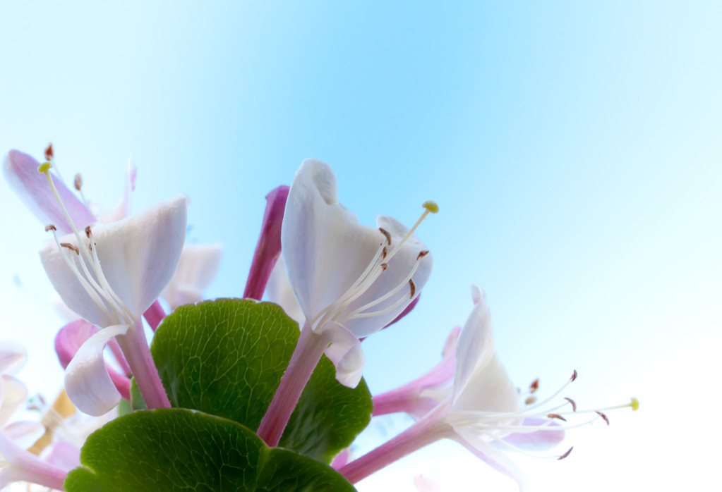 金银花照片 金银花照片