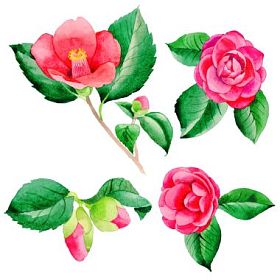 野花茶花日本花在孤立的水彩风