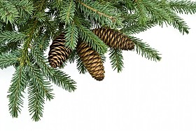 杉木树分支与锥体图片