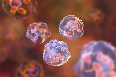 巨噬細(xì)胞感染利什曼原蟲無鞭毛體