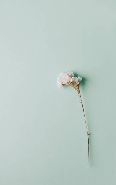 溫柔的干燥花圖片