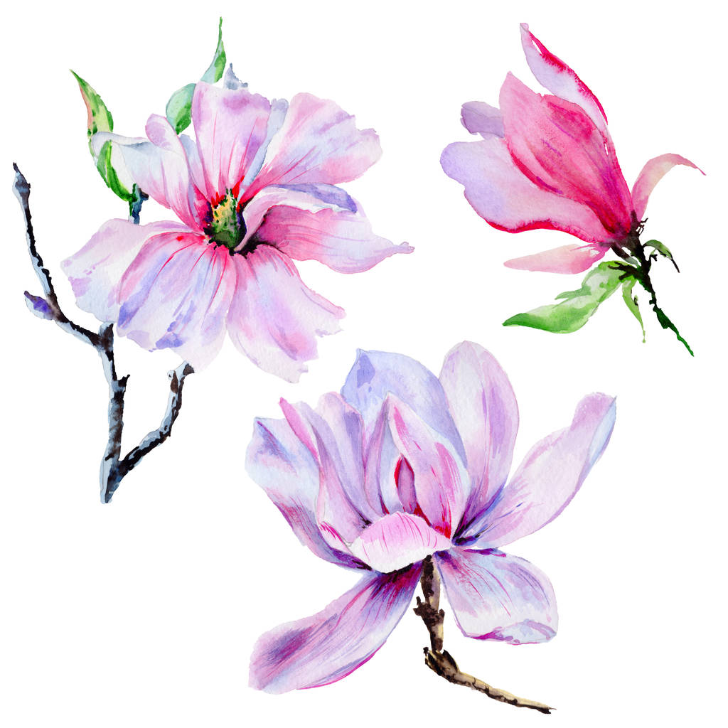 孤立的水彩风格野花的玉兰花