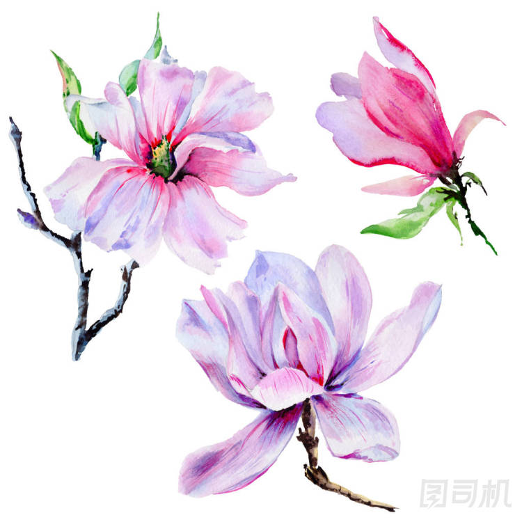 孤立的水彩風(fēng)格野花的玉蘭花
