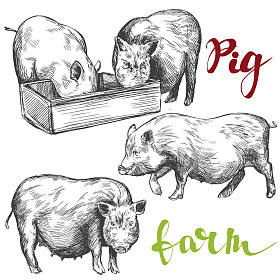 农场,猪集的手绘制的矢量图写实素描