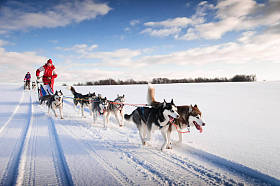 女人 musher 躲在后面雪橇在雪中无线上的狗拉雪橇比赛